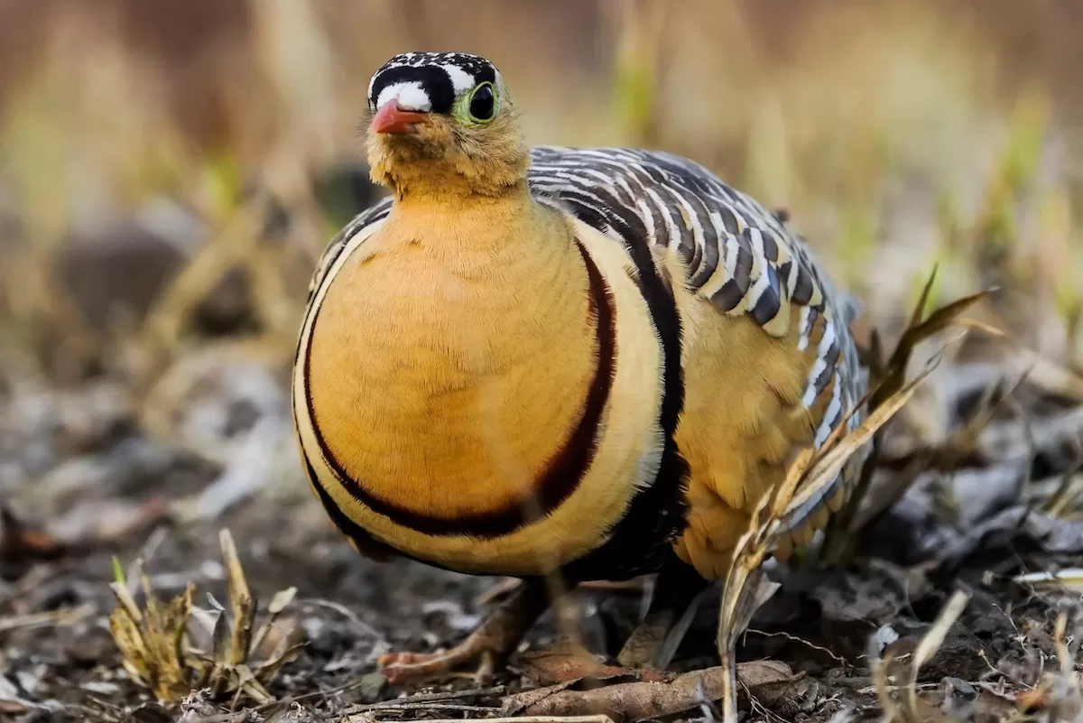 Wings of Sariska; Birding Experience