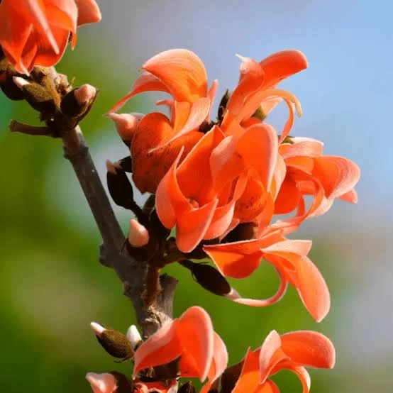 Flame of the Forest (Palas)