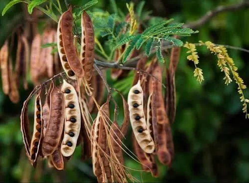 The Indigenous Botany Eco-Trail