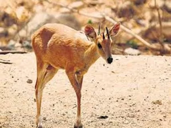 Four-Horned Antelope (Chousingha)