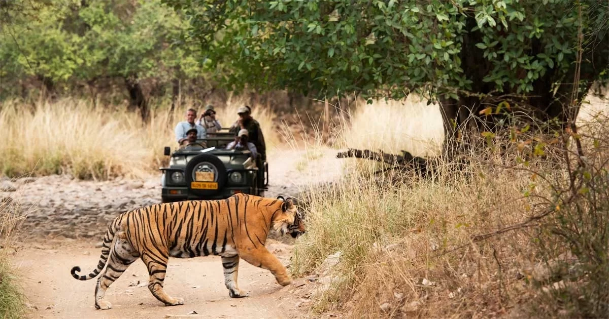 Sariska Wilderness Canopy