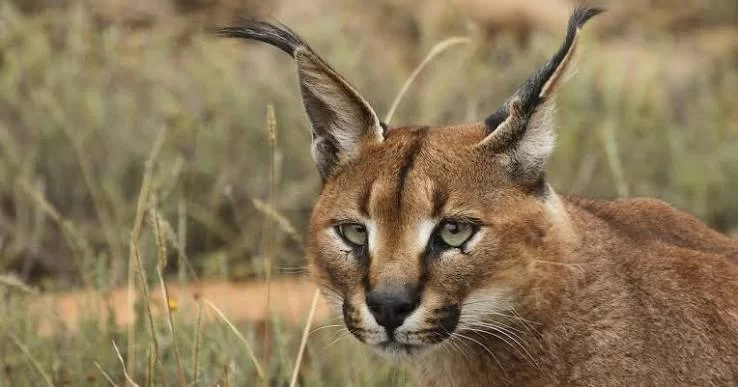 Indian Caracal