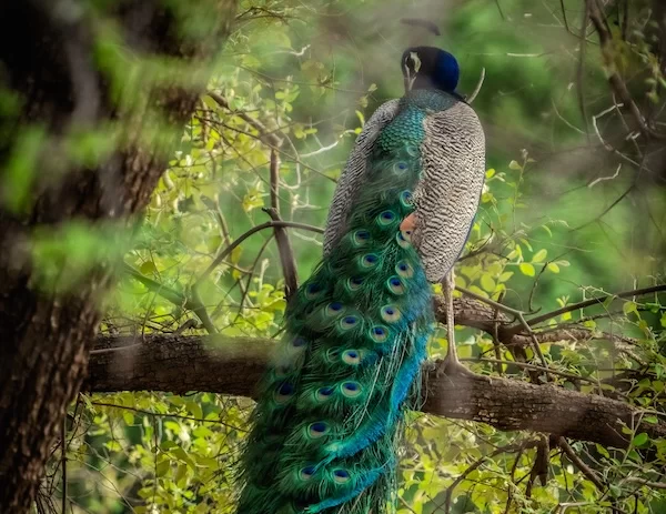 Indian Peafowl