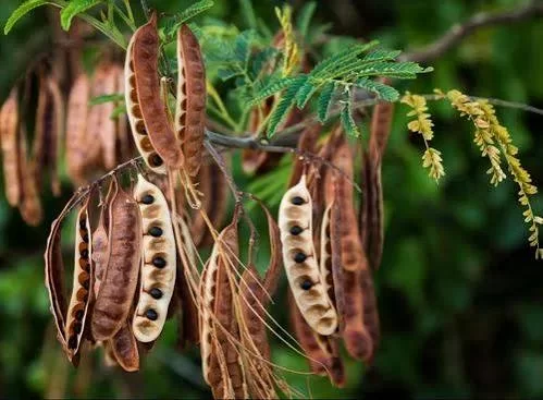 Khair Tree