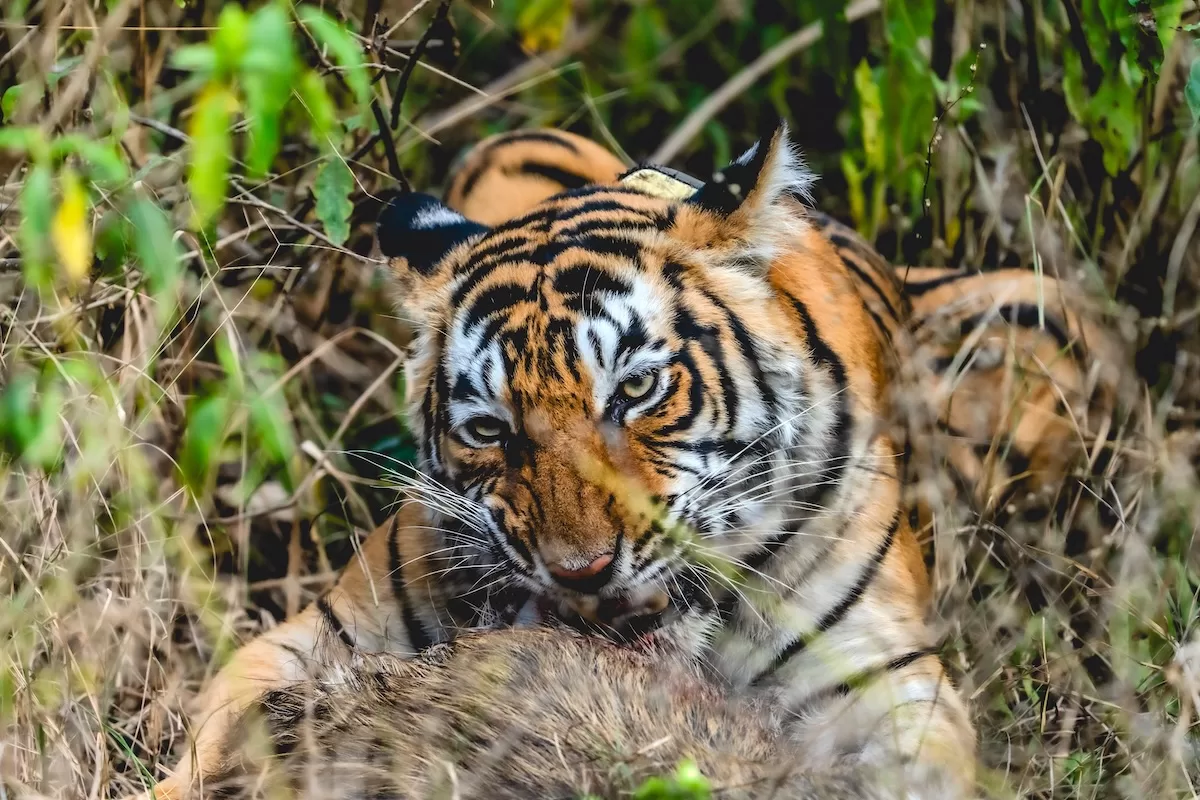 Sariska Jungle Safari Tracks