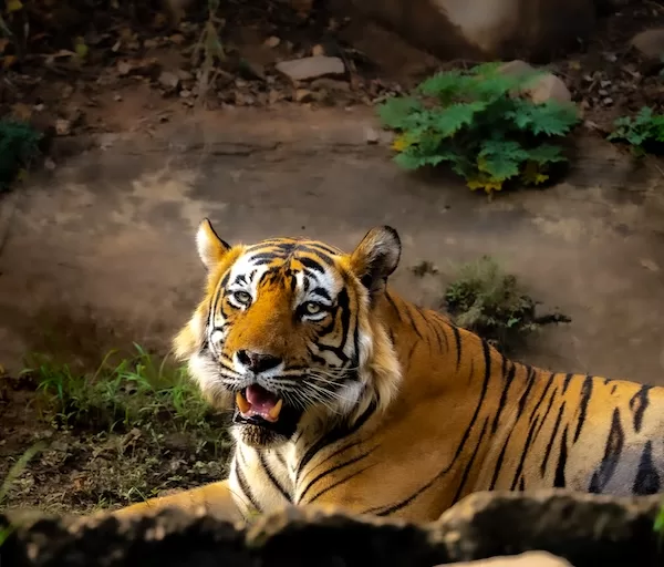 Monarch of Sariska  View