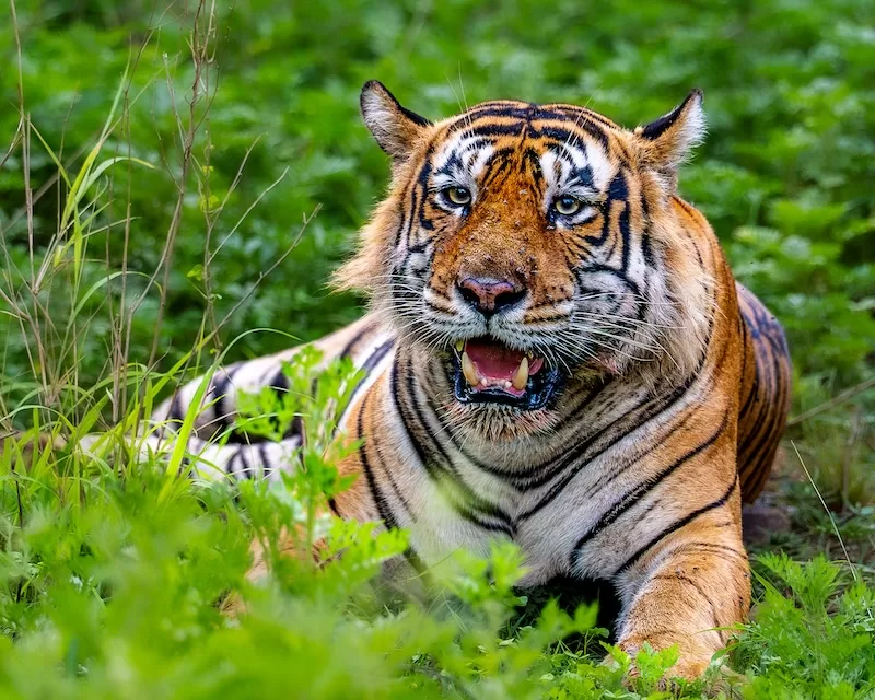 Bengal Tiger View