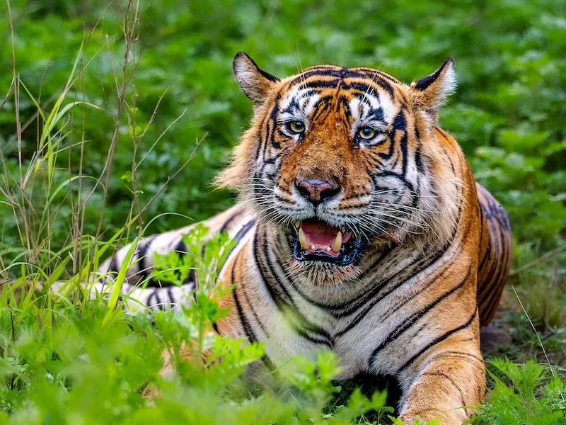 Bengal Tiger Sariska