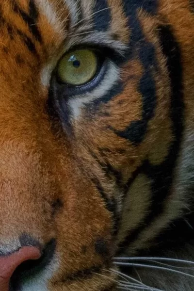 Tiger tracking trail