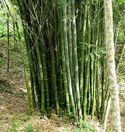 Solid Bamboo (Lathi Bans)