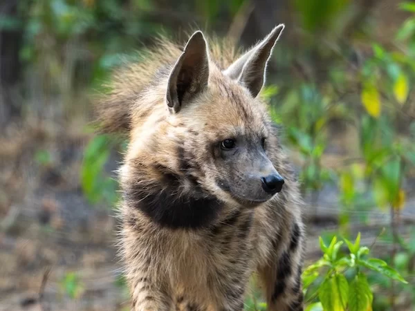 Striped Hyena
